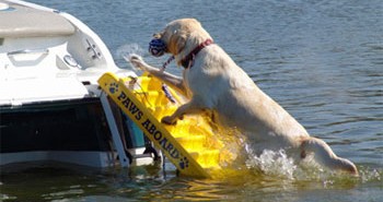 Cães a Bordo