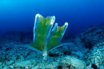 Mergulho Top - Na ilha da Madeira