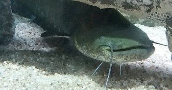 Peixe Gato Europeu é a nova atração do Fluviário de Mora