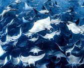 The Ocean Photographer of the Year Winner announced – Charlotte Jones