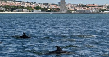 Golfinhos no rio Tejo