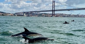 Oceanário de Lisboa leva-o a ver os golfinhos no rio Tejo