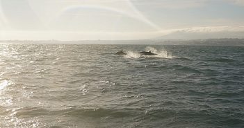 Porto de Lisboa acolhe Observatório Golfinhos no Tejo