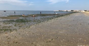 Estudo conclui que estuários com ervas marinhas expostas a efluentes de ETAR são mais saudáveis