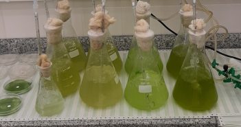 Universidade de Coimbra estuda aplicação de microalgas para tratamento de efluentes de ETARs e geração de biocombustíveis