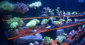 Sea Life Porto lança primeiro programa nacional de reprodução e distribuição de corais ameaçados para a rede mundial Sea Life