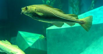 Museu Marítimo de Ílhavo reabre Aquário dos Bacalhaus