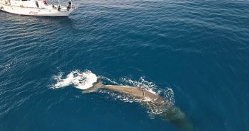 FPT Industrial apoia o Instituto de Pesquisa Tethys, líder na proteção de baleias e golfinhos mediterrâneos e seu ambiente marinho