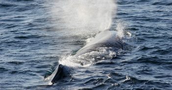 Lixo ingerido ameaça gravemente cetáceos na costa atlântica ibérica