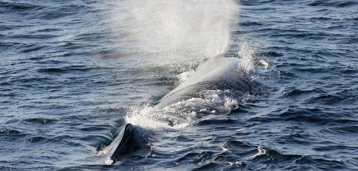 Lixo ingerido ameaça gravemente cetáceos na costa atlântica ibérica