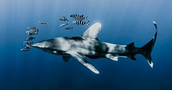 Estudo internacional mostra benefícios de monitorizar gigantes dos oceanos para a conservação marinha
