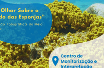 Exposição fotográfica de Esponjas Marinhas patente no CMIA de Vila do Conde